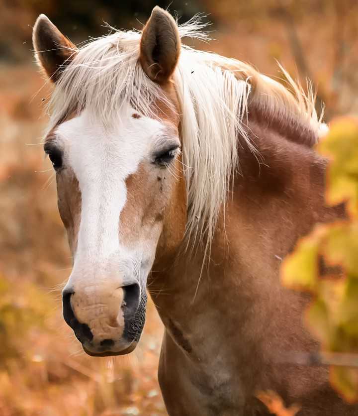 Candiix