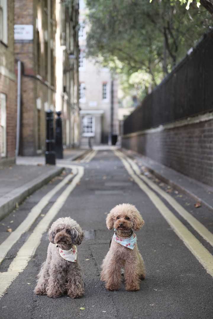 The Poodle Gang