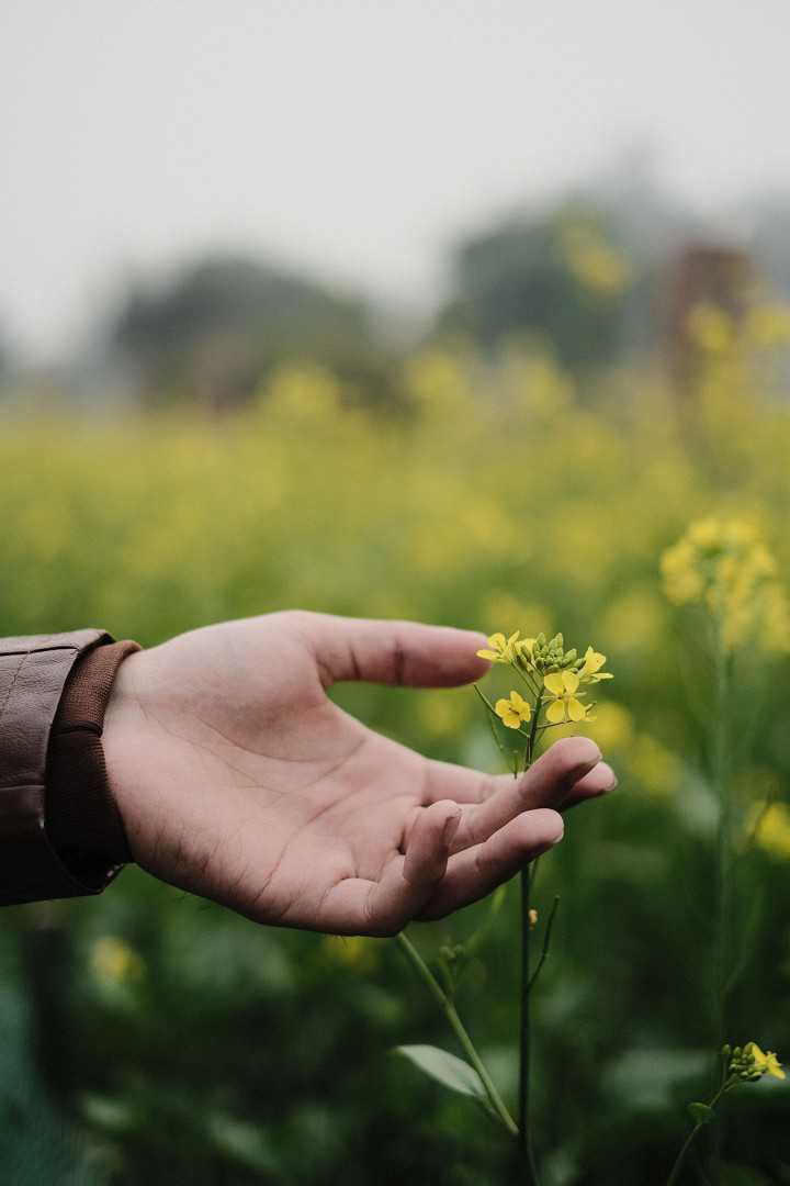 Ravi Sharma