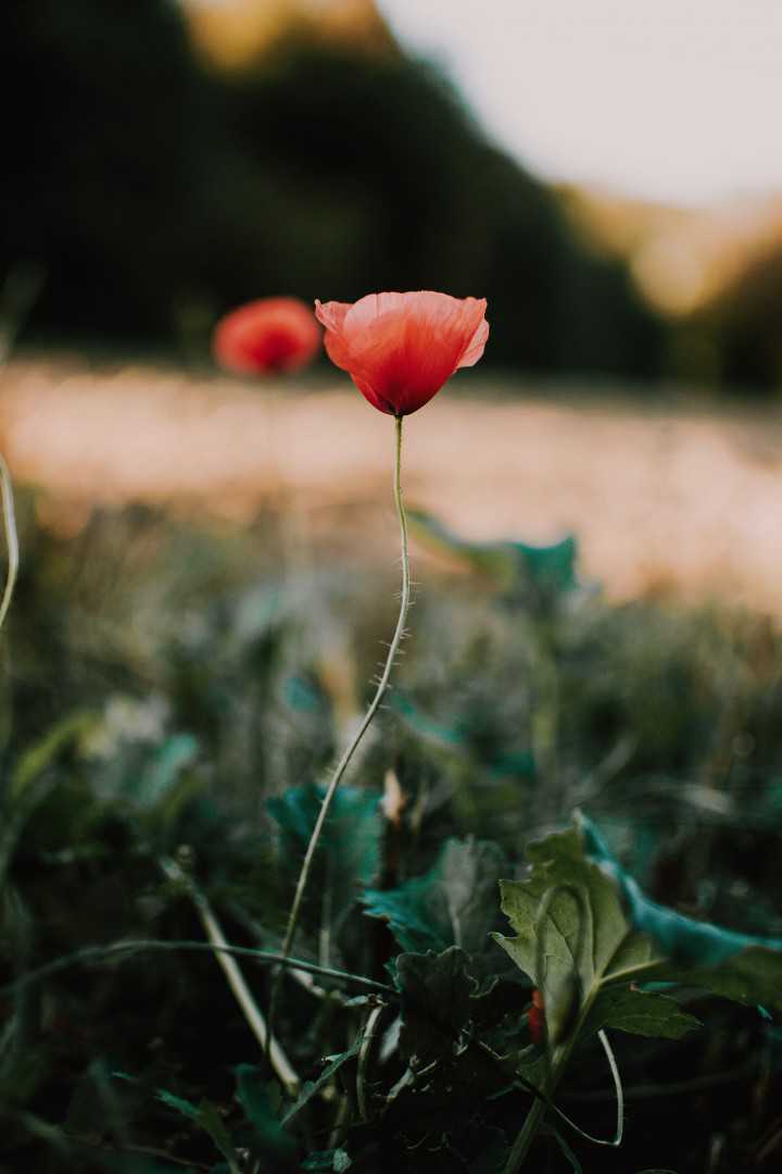 fotografierende