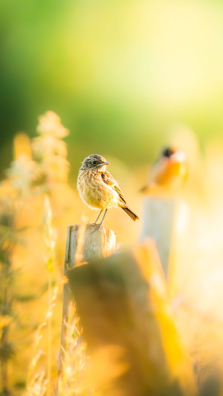 bunting wild photography