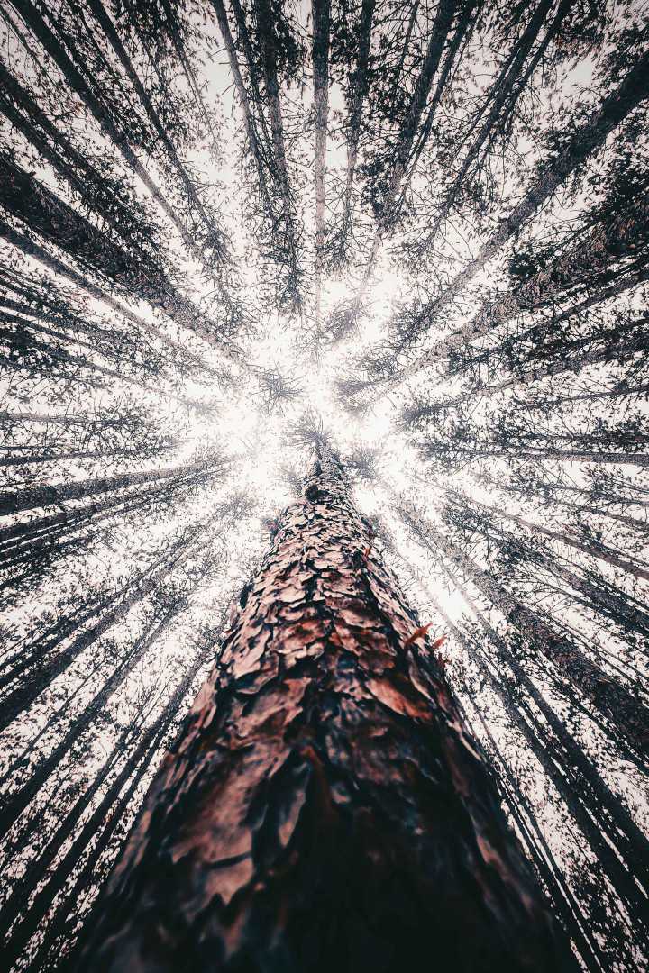 Bryan Minear